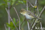 Willow Warbler (Phylloscopus trochilus)