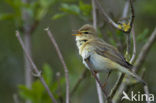 Fitis (Phylloscopus trochilus)