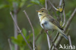 Willow Warbler (Phylloscopus trochilus)