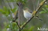Willow Warbler (Phylloscopus trochilus)