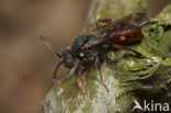 Wasp-bee (Nomada ferruginata)