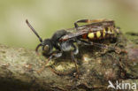 Geelschouderwespbij (Nomada ferruginata) 