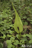 Gevlekte aronskelk (Arum maculatum)