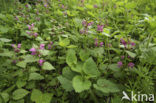 Gevlekte dovenetel (Lamium maculatum)