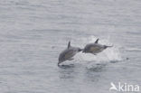 Gewone Dolfijn (Delphinus delphis)