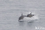 Common Dolphin (Delphinus delphis)