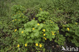 Gewone dotterbloem (Caltha palustris ssp. palustris)