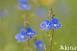 Germander Speedwell (Veronica chamaedrys)