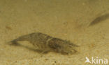 Common shrimp (Crangon crangon)