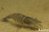Common shrimp (Crangon crangon)
