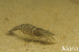 Common shrimp (Crangon crangon)