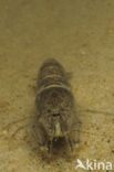 Common shrimp (Crangon crangon)