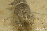 Common shrimp (Crangon crangon)