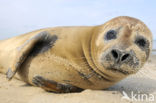 Gewone zeehond (Phoca vitulina) 