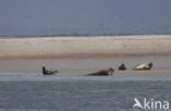 Gewone zeehond (Phoca vitulina) 