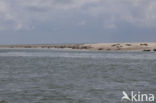 Common Seal (Phoca vitulina)