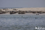 Gewone zeehond (Phoca vitulina) 