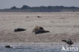 Common Seal (Phoca vitulina)