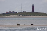 Gewone zeehond (Phoca vitulina) 