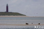 Gewone zeehond (Phoca vitulina) 