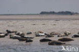 Gewone zeehond (Phoca vitulina) 