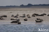 Gewone zeehond (Phoca vitulina) 