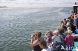 Gewone zeehond (Phoca vitulina) 