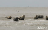 Gewone zeehond (Phoca vitulina) 