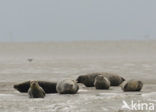 Gewone zeehond (Phoca vitulina) 