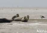 Gewone zeehond (Phoca vitulina) 