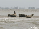 Common Seal (Phoca vitulina)