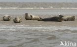 Gewone zeehond (Phoca vitulina) 