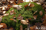 haircap moss (Polytrichum commune)