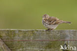 Meadow Pipit (Anthus pratensis)