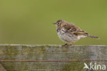 Meadow Pipit (Anthus pratensis)