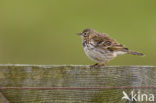 Graspieper (Anthus pratensis) 