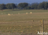 Corn Bunting (Miliaria calandra)