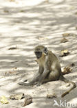 Groene meerkat (Chlorocebus sabaeus)