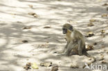 Groene meerkat (Chlorocebus sabaeus)