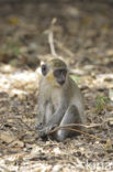 Groene meerkat (Chlorocebus sabaeus)