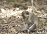 Green Monkey (Chlorocebus sabaeus)