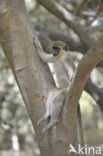 Green Monkey (Chlorocebus sabaeus)