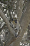 Green Monkey (Chlorocebus sabaeus)