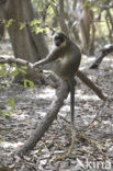 Groene meerkat (Chlorocebus sabaeus)