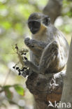 Groene meerkat (Chlorocebus sabaeus)