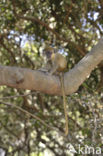 Groene meerkat (Chlorocebus sabaeus)