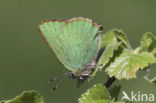 Groentje (Callophrys rubi)