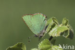 Green Hairstreak (Callophrys rubi)