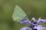 Green Hairstreak (Callophrys rubi)