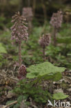 Groot hoefblad (Petasites hybridus)